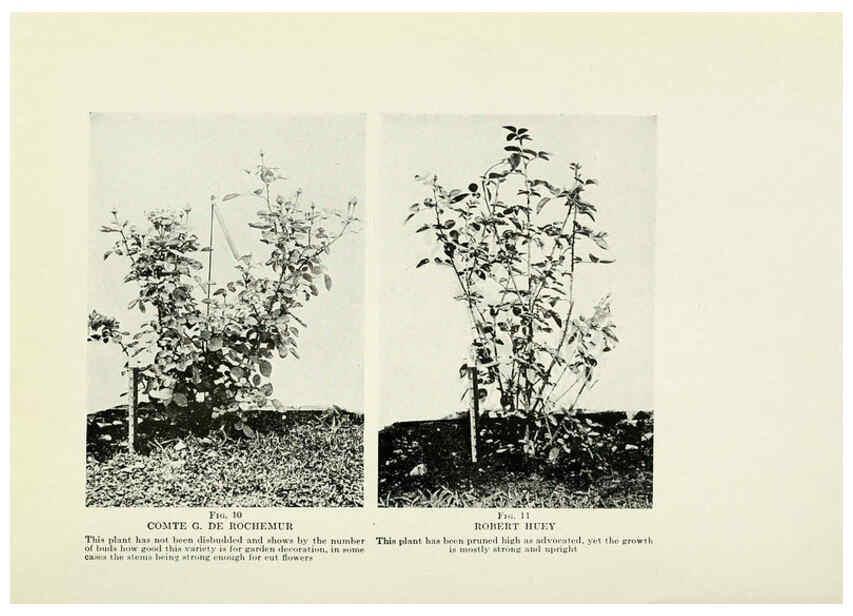 Reproducción/Reproduction 6309173844: The practical book of outdoor rose growing for the home garden Philadelphia and London,J.B. Lippincott, Co.,1920
