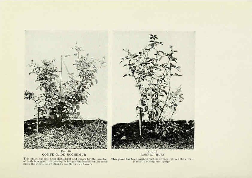 Reproducción/Reproduction 6309173844: The practical book of outdoor rose growing for the home garden Philadelphia and London,J.B. Lippincott, Co.,1920