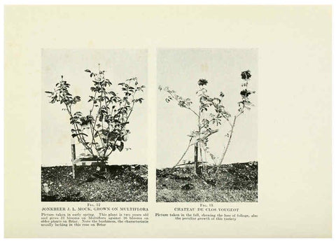 Reproducción/Reproduction 6309173992: The practical book of outdoor rose growing for the home garden Philadelphia and London,J.B. Lippincott, Co.,1920