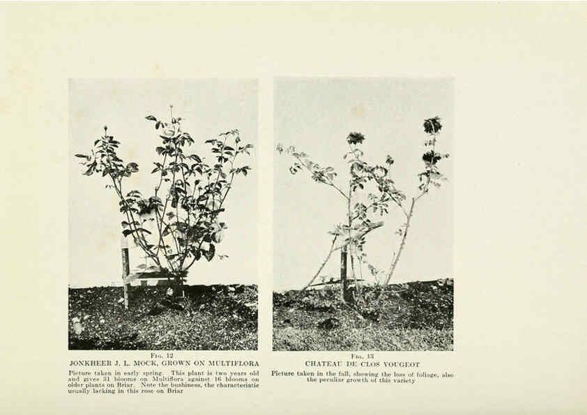 Reproducción/Reproduction 6309173992: The practical book of outdoor rose growing for the home garden Philadelphia and London,J.B. Lippincott, Co.,1920