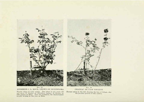 Reproducción/Reproduction 6309173992: The practical book of outdoor rose growing for the home garden Philadelphia and London,J.B. Lippincott, Co.,1920