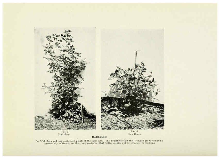 Reproducción/Reproduction 6309172856: The practical book of outdoor rose growing for the home garden Philadelphia and London,J.B. Lippincott, Co.,1920