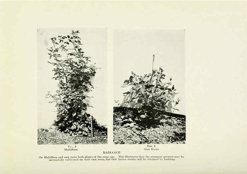 Reproducción/Reproduction 6309172856: The practical book of outdoor rose growing for the home garden Philadelphia and London,J.B. Lippincott, Co.,1920