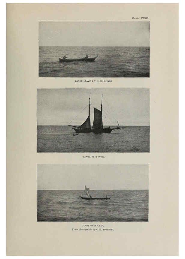 Reproducción/Reproduction 6305638217: The fur seals and fur-seal islands of the North Pacific Ocean. v.3. Washington,Govt. Print. Off.,1898-99