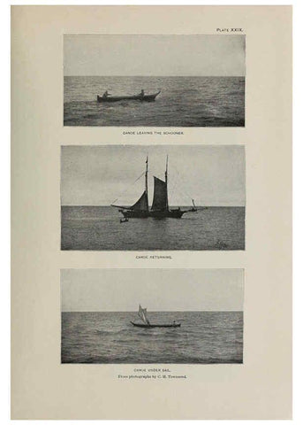 Reproducción/Reproduction 6305638217: The fur seals and fur-seal islands of the North Pacific Ocean. v.3. Washington,Govt. Print. Off.,1898-99