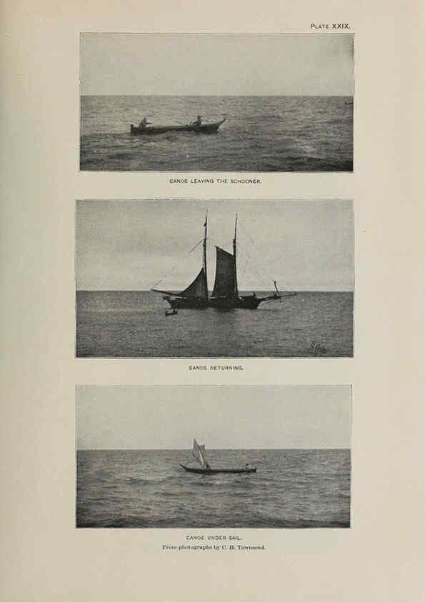 Reproducción/Reproduction 6305638217: The fur seals and fur-seal islands of the North Pacific Ocean. v.3. Washington,Govt. Print. Off.,1898-99