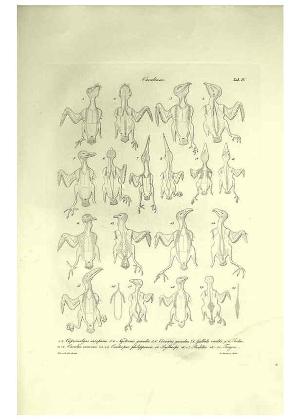 Reproducción/Reproduction 6309095174: Nitzsch's Pterylography London,Pub. for the Ray society by R. Hardwicke,1867