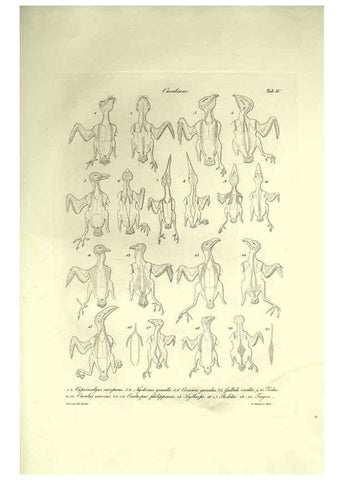 Reproducción/Reproduction 6309095174: Nitzsch's Pterylography London,Pub. for the Ray society by R. Hardwicke,1867