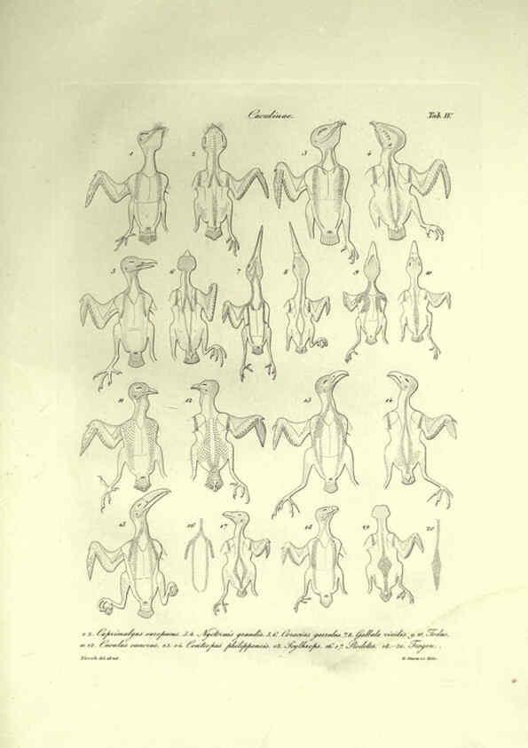 Reproducción/Reproduction 6309095174: Nitzsch's Pterylography London,Pub. for the Ray society by R. Hardwicke,1867