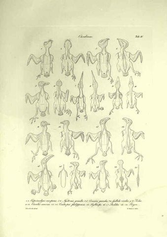 Reproducción/Reproduction 6309095174: Nitzsch's Pterylography London,Pub. for the Ray society by R. Hardwicke,1867