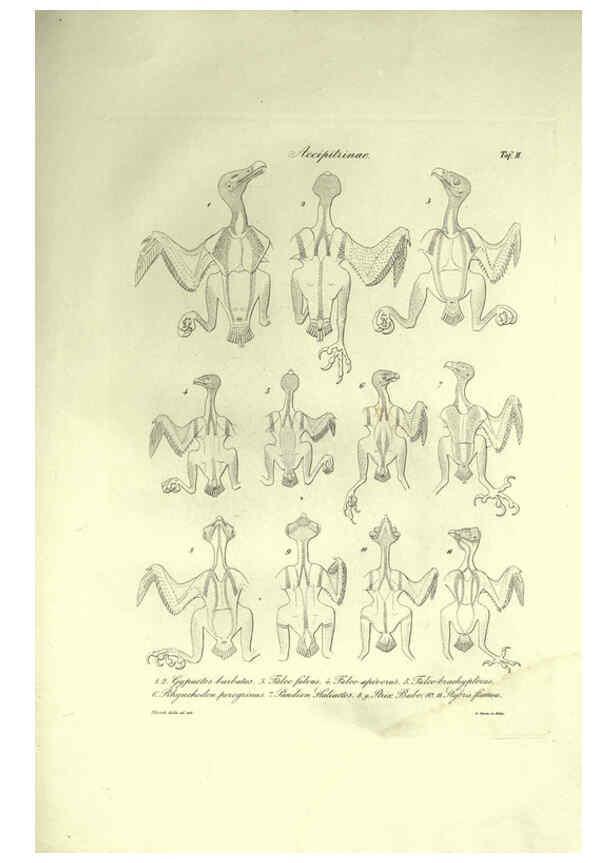 Reproducción/Reproduction 6309094902: Nitzsch's Pterylography London,Pub. for the Ray society by R. Hardwicke,1867