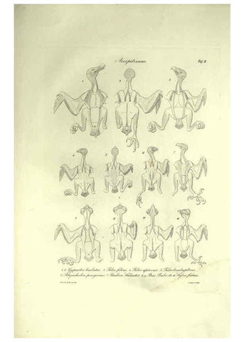 Reproducción/Reproduction 6309094902: Nitzsch's Pterylography London,Pub. for the Ray society by R. Hardwicke,1867