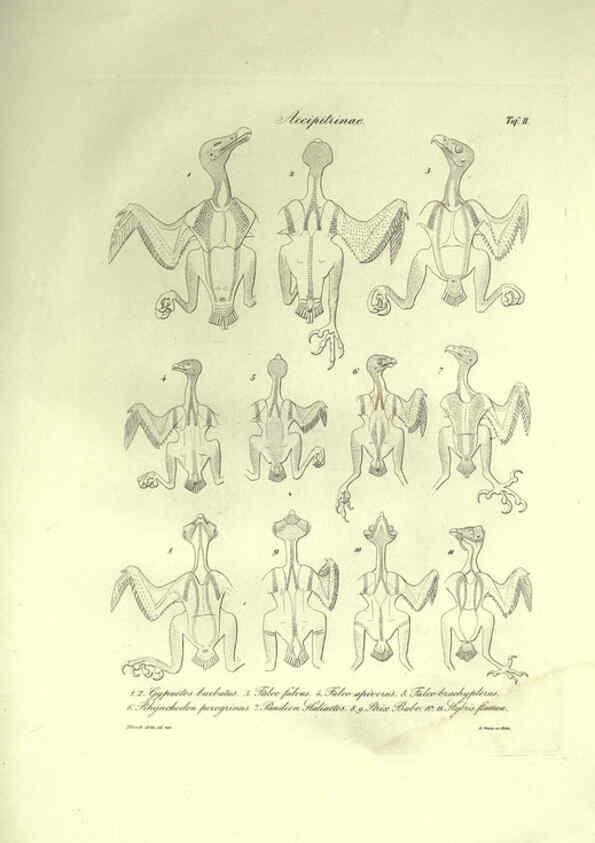 Reproducción/Reproduction 6309094902: Nitzsch's Pterylography London,Pub. for the Ray society by R. Hardwicke,1867