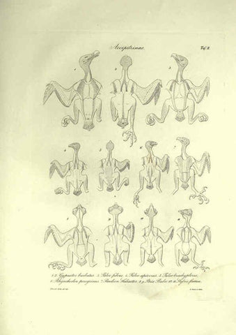 Reproducción/Reproduction 6309094902: Nitzsch's Pterylography London,Pub. for the Ray society by R. Hardwicke,1867