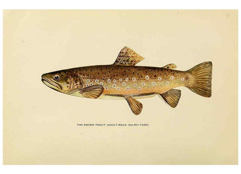 Reproducción/Reproduction 6308552099: Trout fly-fishing in America New York,E. P. Dutton & company,1914