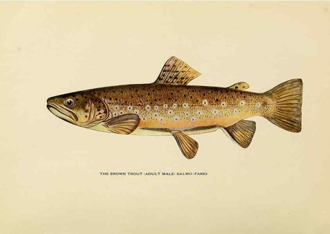 Reproducción/Reproduction 6308552099: Trout fly-fishing in America New York,E. P. Dutton & company,1914