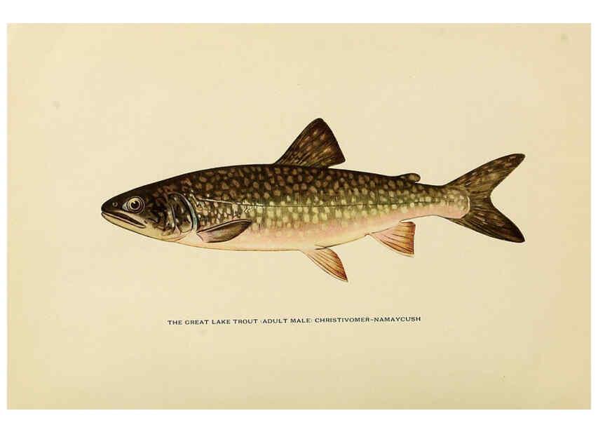 Reproducción/Reproduction 6309073256: Trout fly-fishing in America New York,E. P. Dutton & company,1914