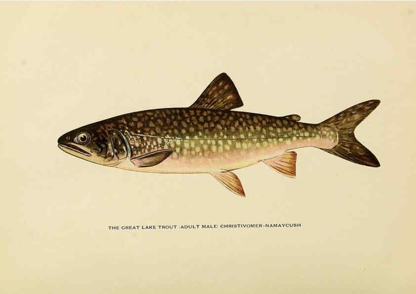 Reproducción/Reproduction 6309073256: Trout fly-fishing in America New York,E. P. Dutton & company,1914