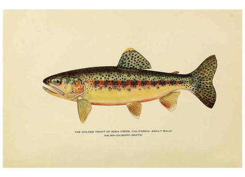 Reproducción/Reproduction 6308552655: Trout fly-fishing in America New York,E. P. Dutton & company,1914