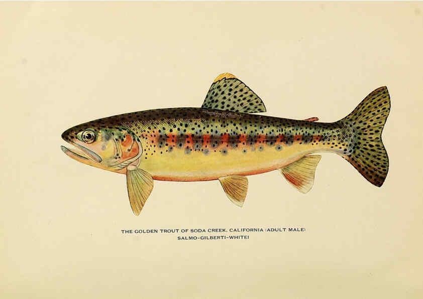 Reproducción/Reproduction 6308552655: Trout fly-fishing in America New York,E. P. Dutton & company,1914