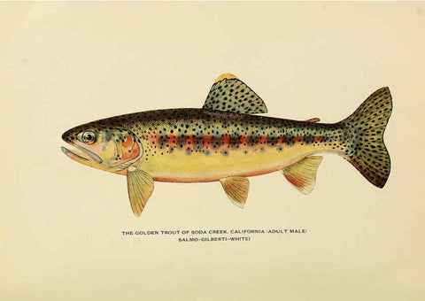 Reproducción/Reproduction 6308552655: Trout fly-fishing in America New York,E. P. Dutton & company,1914