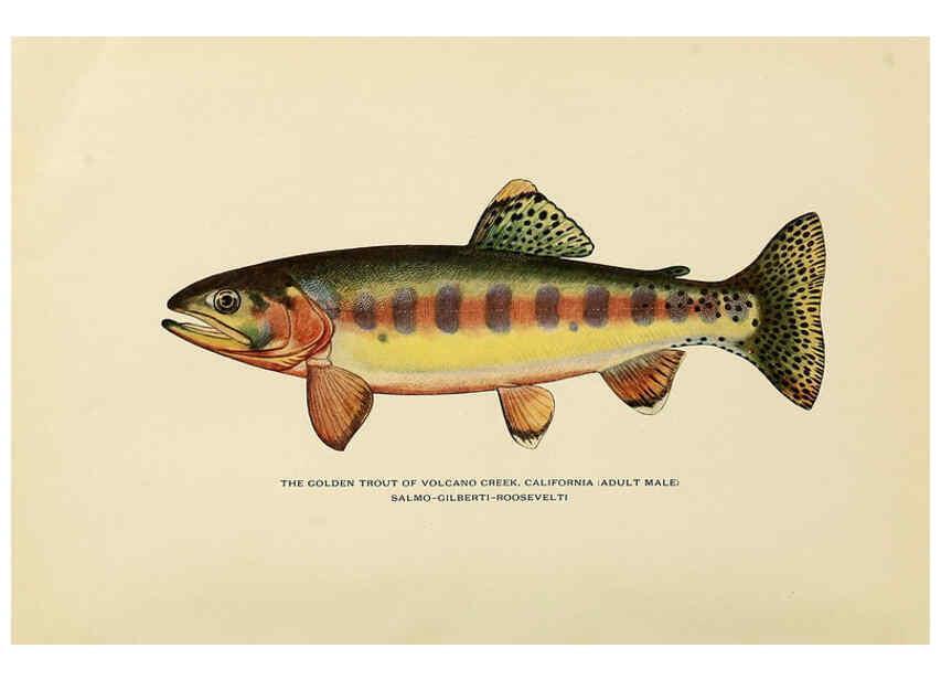 Reproducción/Reproduction 6308552833: Trout fly-fishing in America New York,E. P. Dutton & company,1914