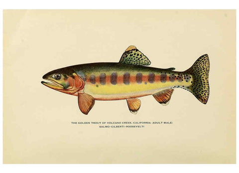 Reproducción/Reproduction 6308552833: Trout fly-fishing in America New York,E. P. Dutton & company,1914