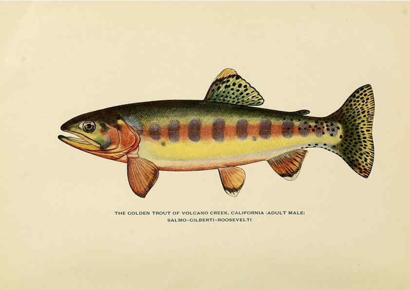 Reproducción/Reproduction 6308552833: Trout fly-fishing in America New York,E. P. Dutton & company,1914