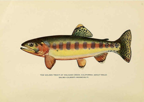 Reproducción/Reproduction 6308552833: Trout fly-fishing in America New York,E. P. Dutton & company,1914