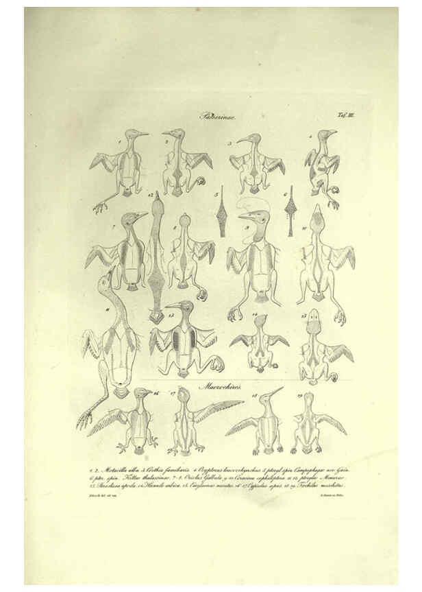 Reproducción/Reproduction 6309095044: Nitzsch's Pterylography London,Pub. for the Ray society by R. Hardwicke,1867
