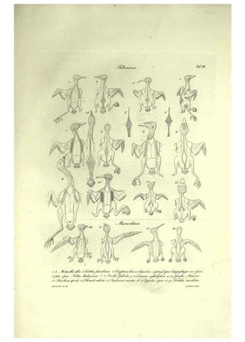 Reproducción/Reproduction 6309095044: Nitzsch's Pterylography London,Pub. for the Ray society by R. Hardwicke,1867