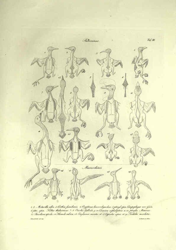 Reproducción/Reproduction 6309095044: Nitzsch's Pterylography London,Pub. for the Ray society by R. Hardwicke,1867