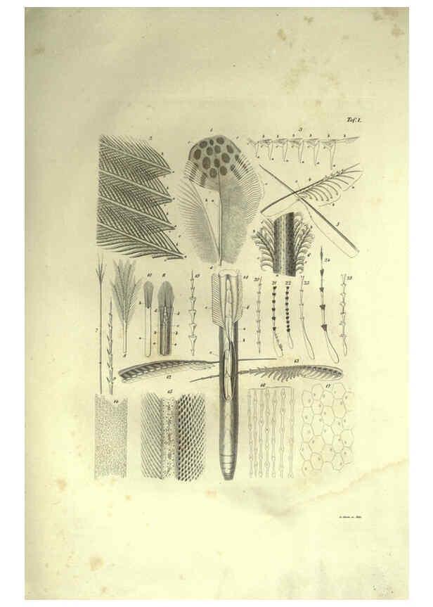 Reproducción/Reproduction 6309094706: Nitzsch's Pterylography London,Pub. for the Ray society by R. Hardwicke,1867