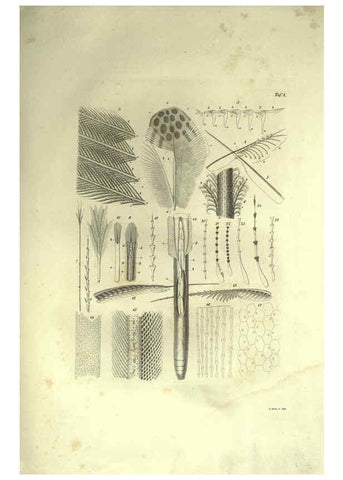 Reproducción/Reproduction 6309094706: Nitzsch's Pterylography London,Pub. for the Ray society by R. Hardwicke,1867