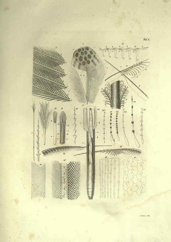 Reproducción/Reproduction 6309094706: Nitzsch's Pterylography London,Pub. for the Ray society by R. Hardwicke,1867