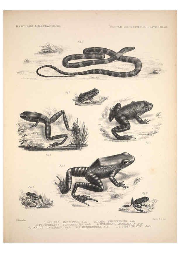 Reproducción/Reproduction 6258168060: Anatomical and zoological researches v.2. London,B. Quaritch,1878