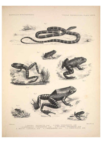 Reproducción/Reproduction 6258168060: Anatomical and zoological researches v.2. London,B. Quaritch,1878
