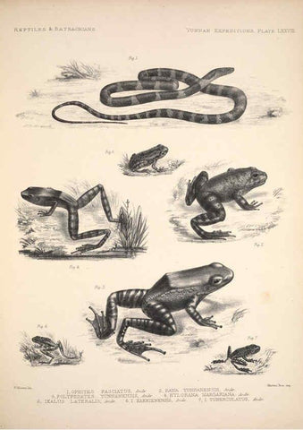 Reproducción/Reproduction 6258168060: Anatomical and zoological researches v.2. London,B. Quaritch,1878