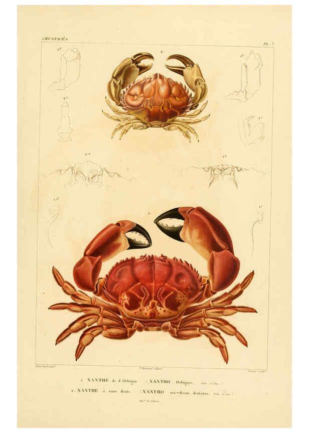 Reproducción/Reproduction 6302713279: Voyage dans l'Amérique Méridionale. v.9. Paris :Pitois-Levrault,1835-47