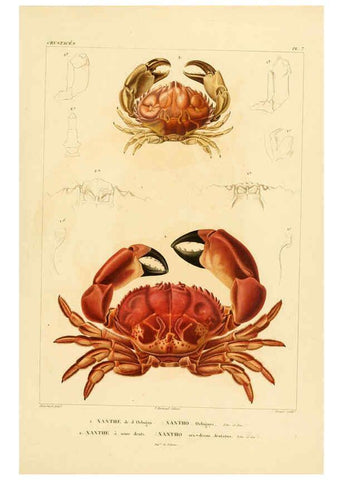 Reproducción/Reproduction 6302713279: Voyage dans l'Amérique Méridionale. v.9. Paris :Pitois-Levrault,1835-47