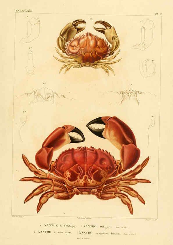 Reproducción/Reproduction 6302713279: Voyage dans l'Amérique Méridionale. v.9. Paris :Pitois-Levrault,1835-47
