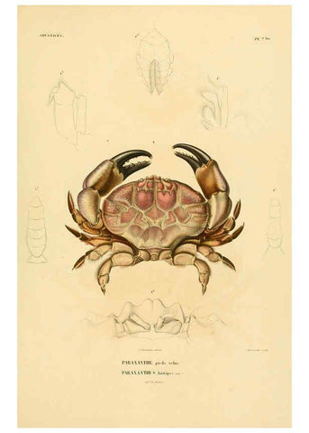 Reproducción/Reproduction 6302713615: Voyage dans l'Amérique Méridionale. v.9. Paris :Pitois-Levrault,1835-47