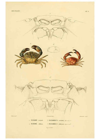 Reproducción/Reproduction 6302713931: Voyage dans l'Amérique Méridionale. v.9. Paris :Pitois-Levrault,1835-47