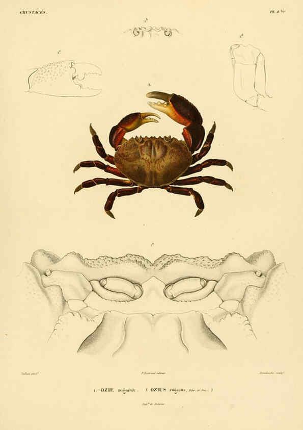 Reproducción/Reproduction 6303239374: Voyage dans l'Amérique Méridionale. v.9. Paris :Pitois-Levrault,1835-47