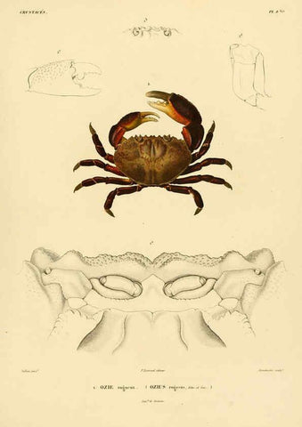 Reproducción/Reproduction 6303239374: Voyage dans l'Amérique Méridionale. v.9. Paris :Pitois-Levrault,1835-47