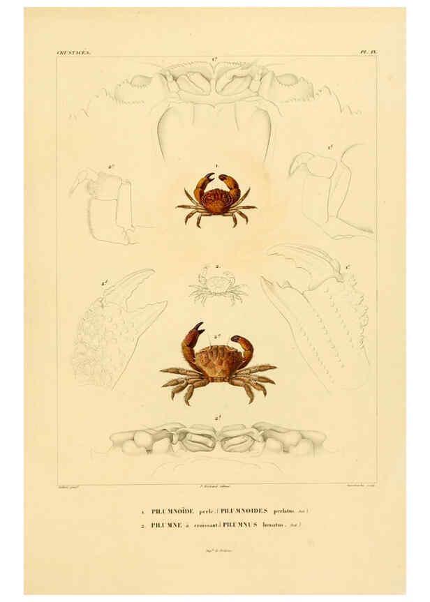 Reproducción/Reproduction 6303239590: Voyage dans l'Amérique Méridionale. v.9. Paris :Pitois-Levrault,1835-47