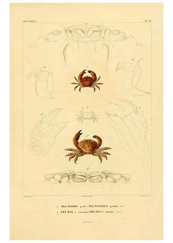 Reproducción/Reproduction 6303239590: Voyage dans l'Amérique Méridionale. v.9. Paris :Pitois-Levrault,1835-47