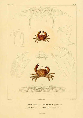 Reproducción/Reproduction 6303239590: Voyage dans l'Amérique Méridionale. v.9. Paris :Pitois-Levrault,1835-47