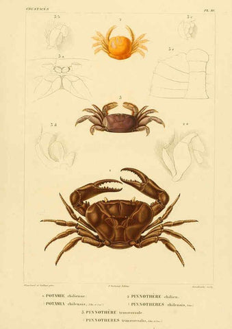 Reproducción/Reproduction 6303240122: Voyage dans l'Amérique Méridionale. v.9. Paris :Pitois-Levrault,1835-47