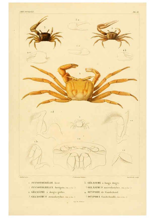 Reproducción/Reproduction 6302716381: Voyage dans l'Amérique Méridionale. v.9. Paris :Pitois-Levrault,1835-47